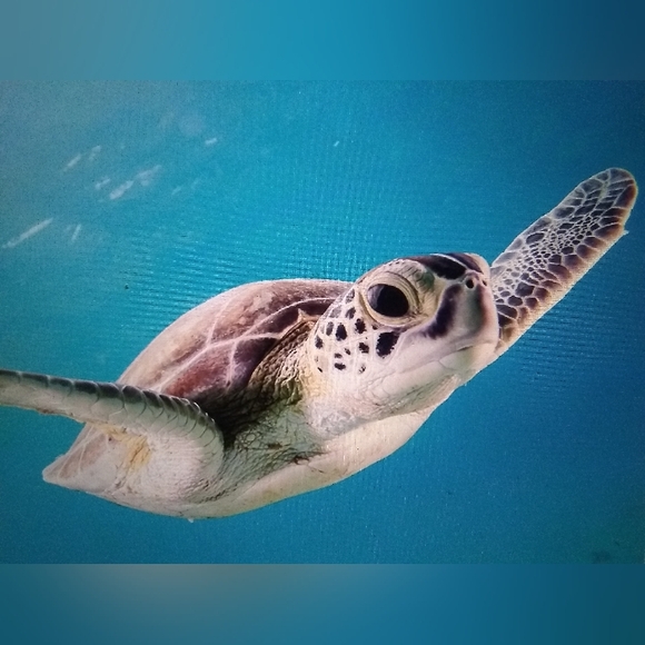 NWT #Teamplanting Legendary Sea Turtle Bracelet - Picture 7 of 7